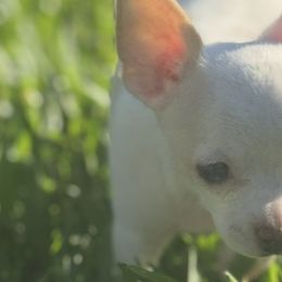 Chihuahuas from Crescent city chihuahuas