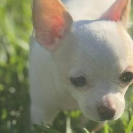 Chihuahuas from Crescent city chihuahuas