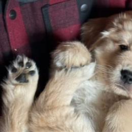 Blue Girl - Golden Golden Retriever puppy in Honeyville, Utah from Chizan Goldens