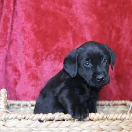 Blitzen - Black male Labrador Retriever puppy in Williamston, Sc, South Carolina from Dutton Dog Co & Dalla Grazia Doberman