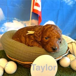 TaylorMade “Taylor” - Red  female Goldendoodle puppy in Chelan, Washington from North Cascades Doodles
