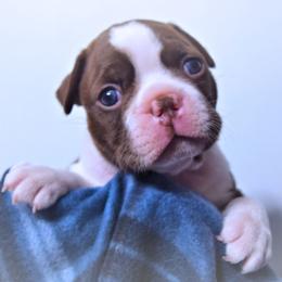 Baby Aerith - Seal and white female Boston Terrier puppy in Kingsport, Tennessee from Sleepwalker Bostons