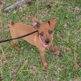 Sunshine - Red female Miniature Pinscher puppy in Little River, South Carolina from Cheristar