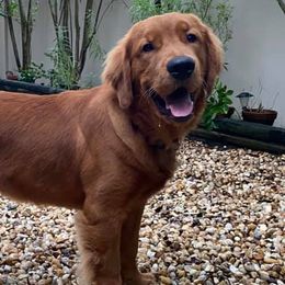 Bernese Mountain Dogs, Cavalier King Charles Spaniels, and Golden Retrievers from Red Sky Goldens, Bernese, and Cavaliers