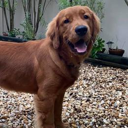 Bernese Mountain Dogs, Cavalier King Charles Spaniels, and Golden Retrievers from Red Sky Goldens, Bernese, and Cavaliers