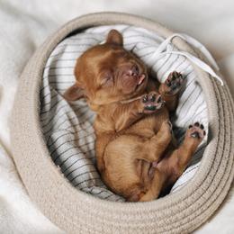 White collar girl - Red female Cavapoo puppy in Duncan, South Carolina from Abner Creek Poodles & Doodles
