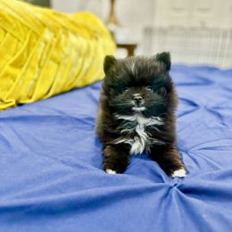 Pomeranian Puppies from Premium Poms