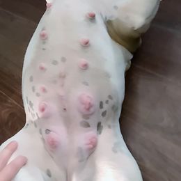 Bulldog Puppies from Pappy's Bullies