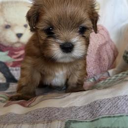 Elwood - Golden male Lhasa Apso puppy in Hull, Massachusetts from Pawjama Kennel
