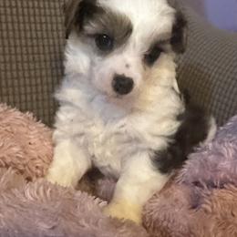 Boy 1 - male Chinese Crested puppy in Hernando, Florida from BryMar Chinese Cresteds