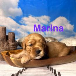 Marina - Apricot female Cavapoo puppy in Chelan, Washington from North Cascades Doodles