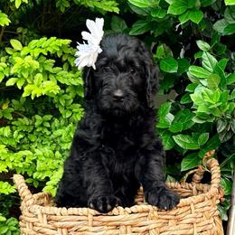 Belle - Black female Assorted Doodle Crosses puppy in Irmo, South Carolina from Kava Kennels