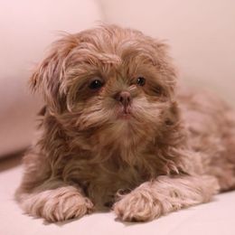 Lilly - Shih Tzu