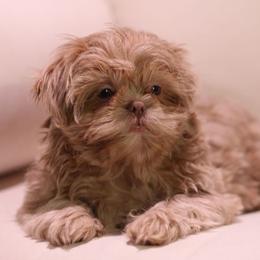 Lilly - Shih Tzu