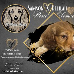 Dachshund Puppies from T’s D’Vine Doxies