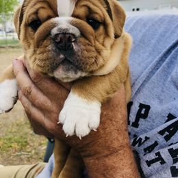 "Dude x Chica" Bulldog Puppies from Wellington Bulldogs