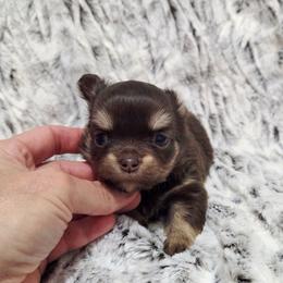 Chocolate tri girl - Chocolate and tan female Chihuahua puppy in Richmond, Virginia from Breens