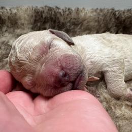 Blossom (Pink Collar) - Cream female Poodle puppy in Monroeville, Pennsylvania from K & A Standard Poodles