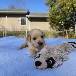 Arthur - Golden male Golden Retriever puppy in Menasha, Wisconsin from Kreger's K9s