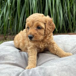 Monica - Red female Cockapoo puppy in Bristow, Oklahoma from 10-Acre Woods Cockapoos