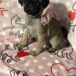 Pug Puppies from Berg Family