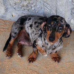 Gracie - Dachshund