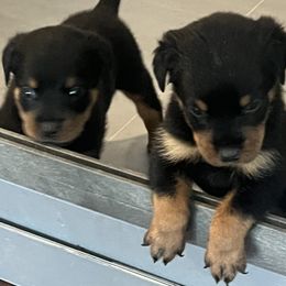 Rottweiler Puppies from Rott Nation Dog Breeding