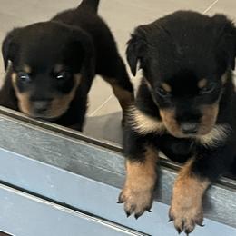 Rottweiler Puppies from Rott Nation Dog Breeding