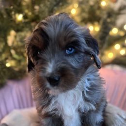 White - Merle female Bernedoodle puppy in Toledo, Ohio from Avery Doodle Day LLC