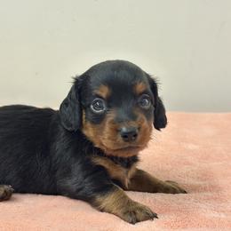 Nova- Black tan girl Long hair - Black and tan female Dachshund puppy in Lakeland, Florida from Elite Doxies Florida