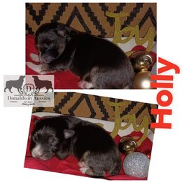 Australian Shepherd and Miniature Australian Shepherd Puppies from Donaldson Aussies