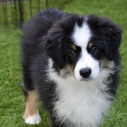 Australian Shepherd and Miniature American Shepherd Puppies from Bright Heart Aussies & Miniature American Shepherds
