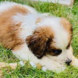 Saint Berdoodles from Whisky Paws Saint Berdoodles and Poodle Pups