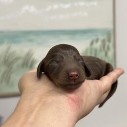 Boy 1 - Chocolate and tan male Dachshund puppy in Lakeland, Florida from Elite Doxies Florida