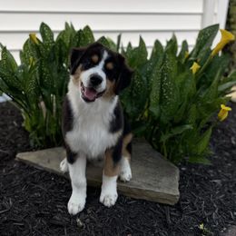 Boy 2 - Black Australian Shepherd puppy in Jonesborough, Tennessee from Lotus Australian Shepherds