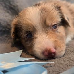 Elvis - Red merle male Miniature Australian Shepherd puppy in Reno, Nevada from Battle Born Mini Aussies