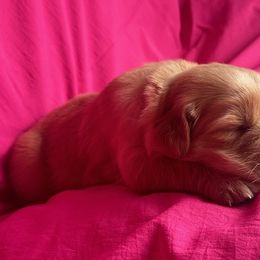 Golden Retriever Puppies from Chevaline Goldens