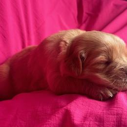 Golden Retriever Puppies from Chevaline Goldens