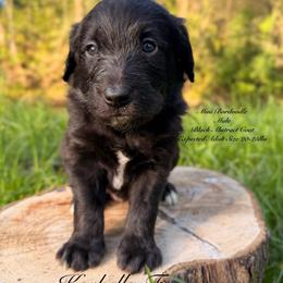 Wyatt Earp (Mini Size) - White and black male Bordoodle puppy in Mulino, Oregon from Korbella Farm
