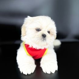 Cade - White Shih Tzu puppy in League City, Texas from Divine Pups