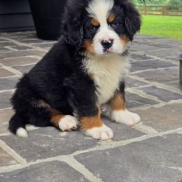Boy 2 - male Bernese Mountain Dog puppy in Gaffney, South Carolina from Circle D Farms