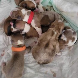 Pembroke Welsh Corgi Puppies from Redwood Corgis