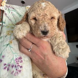 Fred - Cream male Goldendoodle puppy in Lexington, North Carolina from Southern Grace Acres