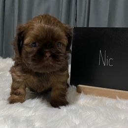 Nic - Chocolate male Shih Tzu puppy in Chico, California from North State Shih tzus