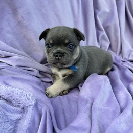 French Bulldog Puppies from Kehaulani Crittle