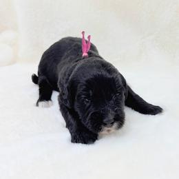 Daisy - Black female Goldendoodle puppy in Casselberry, Florida from My Little Doodle