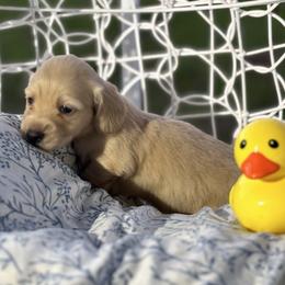 Oslo - Cream male Dachshund puppy in Crestview, Florida from Neverending Dachies