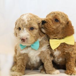 Poodle Puppies from Pugsley Poodles