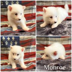 Monroe - White male Yakutian Laika puppy in Williamsburg, Ohio from Hickory Meadows Yakutian Laika