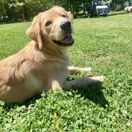 Goldendoodle and Golden Retriever All Grown Up from The Farm at Saluda Ridge